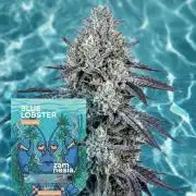 Blue Lobster Auto (Zamnesia Seeds)