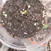 Chem Brulee Auto (Zamnesia Seeds)