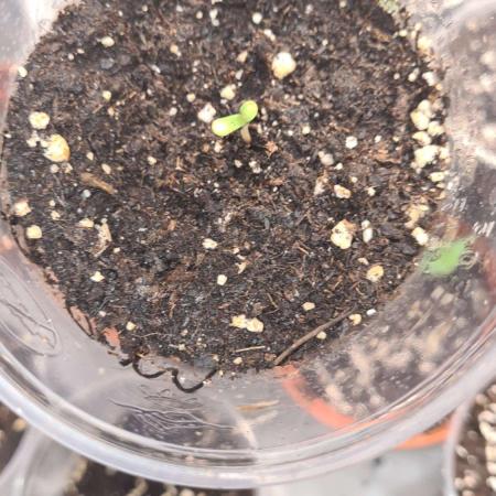 Chem Brulee Auto (Zamnesia Seeds)
