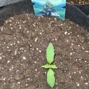 Northern Lights OG Auto (Zamnesia Seeds)