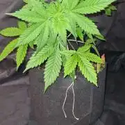 Sticky Beast Auto (Zamnesia Seeds)