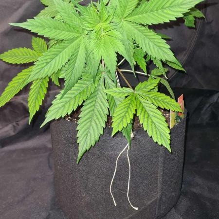 Sticky Beast Auto (Zamnesia Seeds)