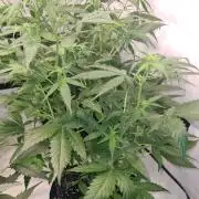 Toad Venom Auto  (Zamnesia Seeds)