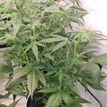 Toad Venom Auto  (Zamnesia Seeds)
