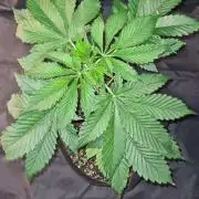 Sunset Sherbet Automatic (Zamnesia Seeds