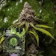Toad Venom Auto  (Zamnesia Seeds)