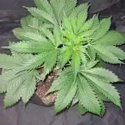 Sunset Sherbet Automatic (Zamnesia Seeds