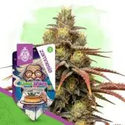 Chem Brulee Auto (Zamnesia Seeds)