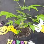 Sticky Beast Auto (Zamnesia Seeds)#4c