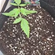Cap Junky Auto (Zamnesia Seeds)