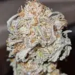 ☢️ VZH / Dead Bull OG ☢️