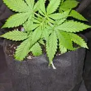 Glitter Bomb Auto (Zamnesia Seeds) #3c