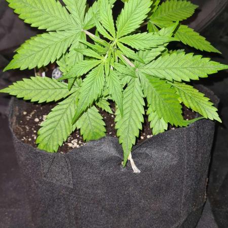 Glitter Bomb Auto (Zamnesia Seeds) #3c