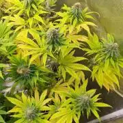 Strawberry Cough (Zamnesia Seeds)