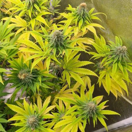 Strawberry Cough (Zamnesia Seeds)