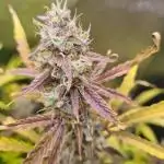 RQS / Sweet,zz Auto ✔️
