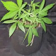 Toad Venom Auto  (Zamnesia Seeds)