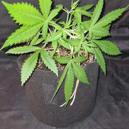Toad Venom Auto  (Zamnesia Seeds)