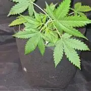 Glitter Bomb Auto (Zamnesia Seeds)