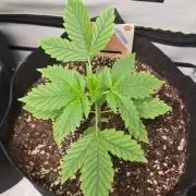 Sunset Sherbet Automatic (Zamnesia Seeds