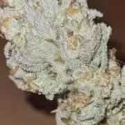 VzH / Dead Bull Companion