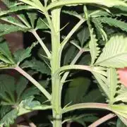 Sunset Sherbet Automatic (Zamnesia Seeds