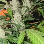 Glitter Bomb Auto (Zamnesia Seeds)