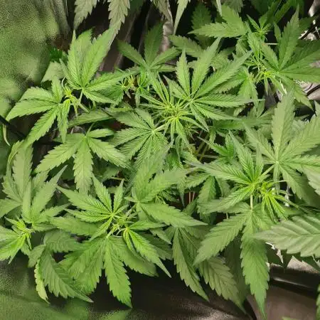 RQS / Triple G auto