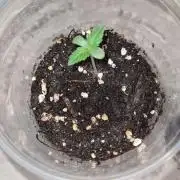 Northern Lights OG Auto  - CS Reversal