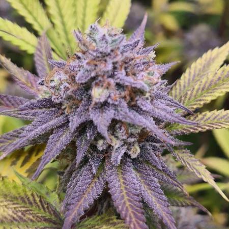 VzH / Cookies Companion EST : 2026