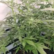 Cap Junky Auto (Zamnesia Seeds) # 1c