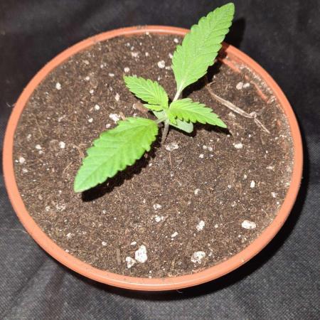 Northern Lights OG Auto  - CS Reversal