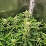 RQS / Sherbet Queen Auto ✔️