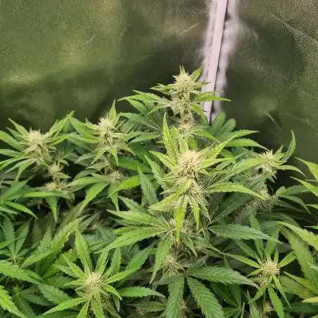 RQS / Sherbet Queen Auto ✔️