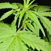 Glitter Bomb Auto (Zamnesia Seeds) #3c