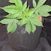 Sunset Sherbet Automatic (Zamnesia Seeds