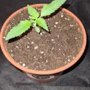 Blue Lobster Auto - CS Reversal