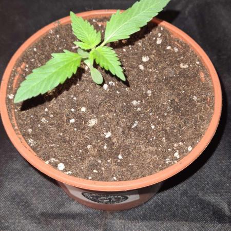 Blue Lobster Auto - CS Reversal