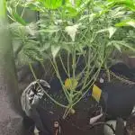 RQS / Triple G Auto ✔️