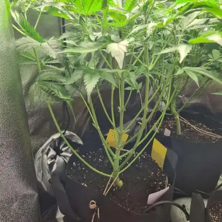RQS / Triple G Auto ✔️