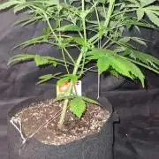 Sticky Beast Auto (Zamnesia Seeds)