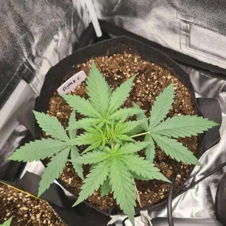 RQS / Runtz Auto