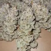 VzH / Dead Bull Companion