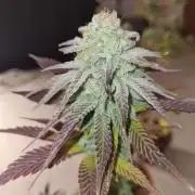 ☢️ VZH / Dead Bull OG ☢️