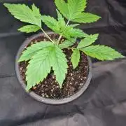 Sticky Beast Auto - CS Reversal