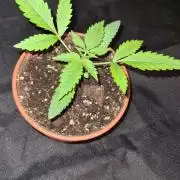 Northern Lights OG Auto  - CS Reversal