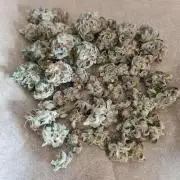 Birthday Cake (Zamnesia Seeds)