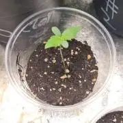 Toad Venom Auto (Zamnesia Seeds)