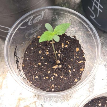 Toad Venom Auto  (Zamnesia Seeds)