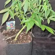 Cap Junky Auto (Zamnesia Seeds)